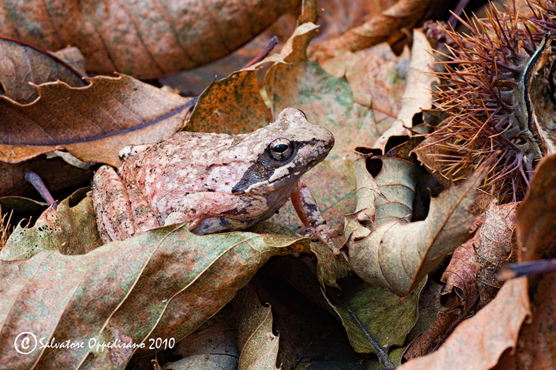 da identificare - Rana italica